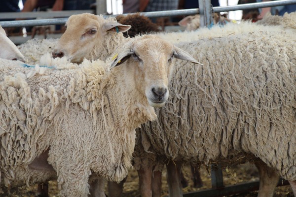 sheep2