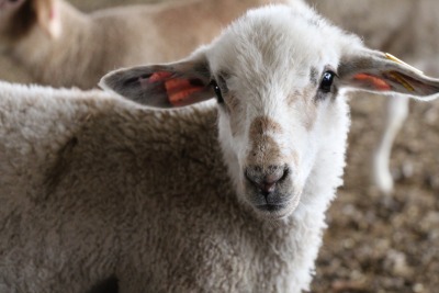 sheep