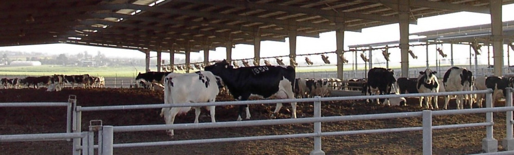 cows dairy farm