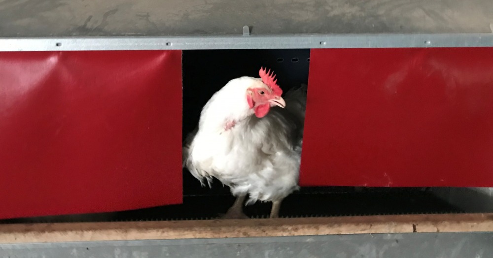 chicken2