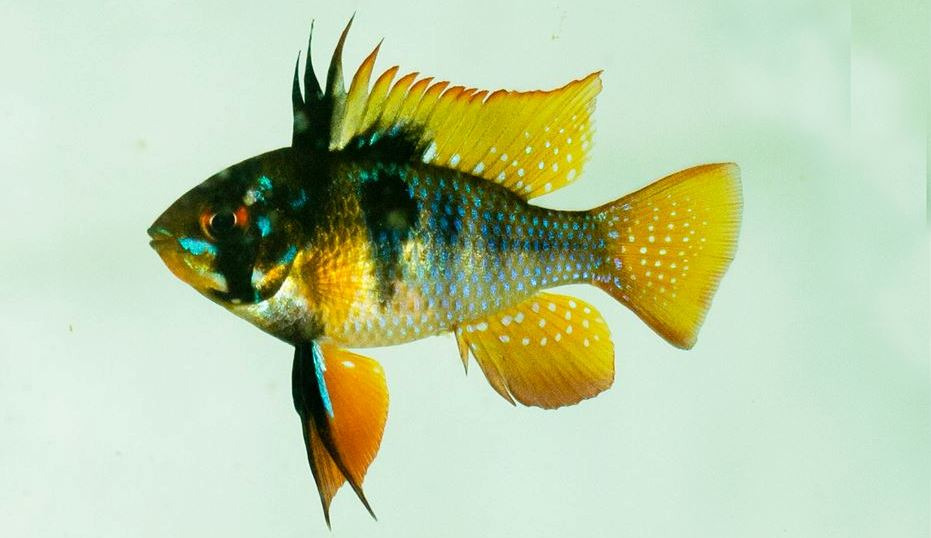 ramirezi