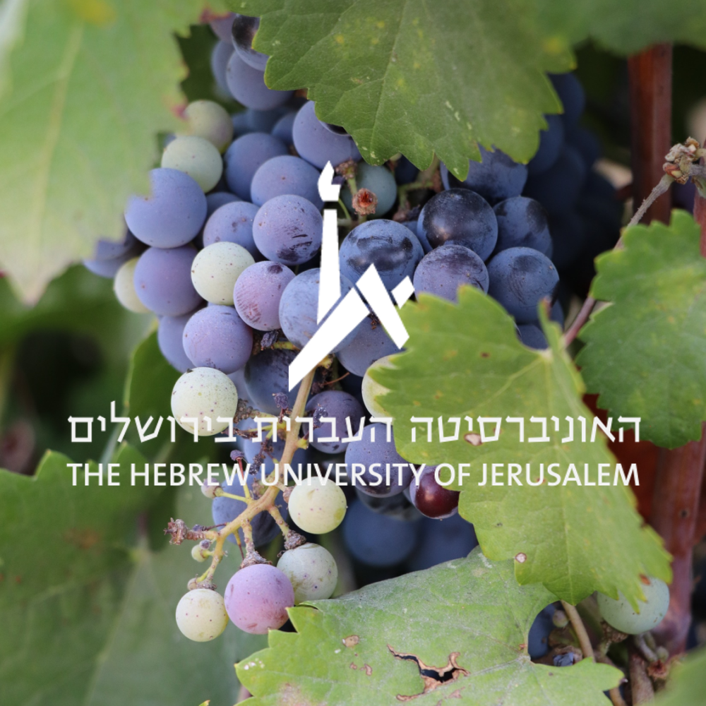 viticulture HUJI