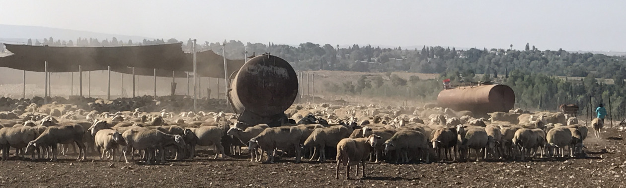 ניהול צאן