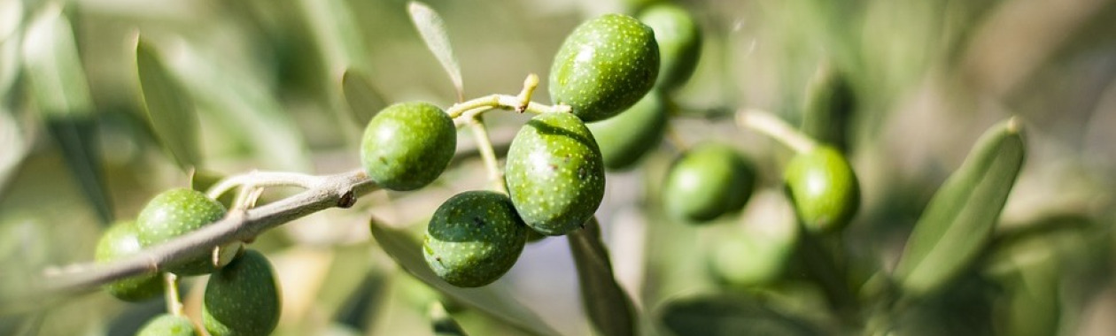 קורס הסמכת טועמי שמן זית